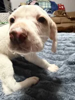 Waylon, a male English Setter and Labrador Retriever for sale in Peoria, IL – 2 of 10