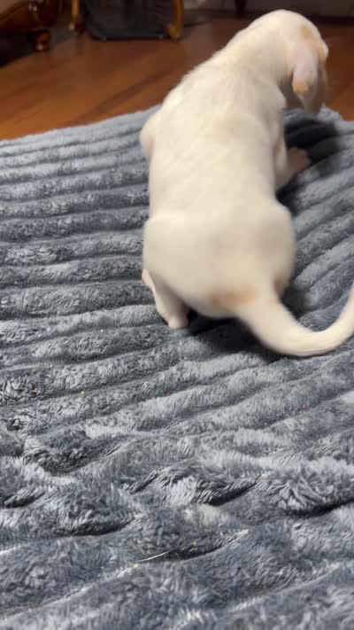 Waylon, a male English Setter and Labrador Retriever for sale in Peoria, IL – 9 of 10