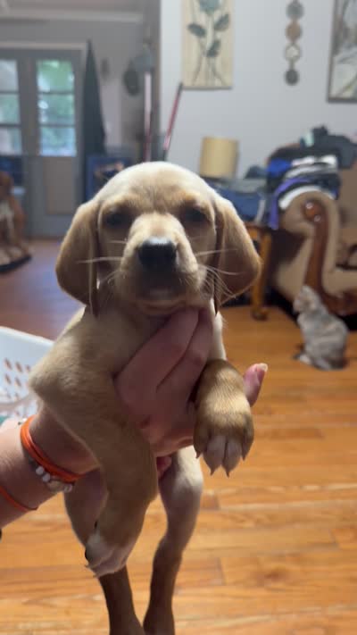 Owen , a male English Setter and Labrador Retriever for sale in Peoria, IL – 8 of 9