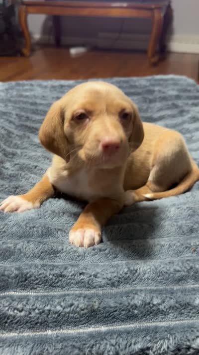 Butterfly , a female English Setter and Labrador Retriever for sale in Peoria, IL – 4 of 8
