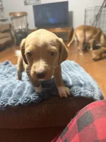 Lyla, a female English Setter and Labrador Retriever for sale in Peoria, IL – 4 of 10