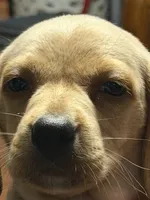 Owen , a male English Setter and Labrador Retriever for sale in Peoria, IL – 5 of 9