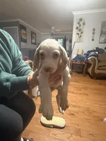 Sayge, a male English Setter and Labrador Retriever for sale in Peoria, IL – 7 of 9