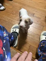 Eugene, a male English Setter and Labrador Retriever for sale in Peoria, IL – 2 of 7
