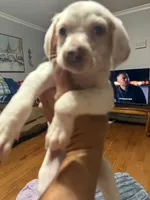 Waylon, a male English Setter and Labrador Retriever for sale in Peoria, IL – 3 of 10