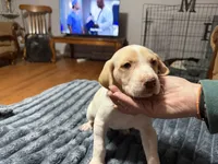 Oscar, a male English Setter and Labrador Retriever for sale in Peoria, IL – 2 of 8