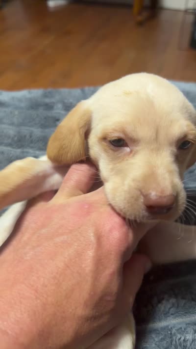 Hope , a female English Setter and Labrador Retriever for sale in Peoria, IL – 6 of 8