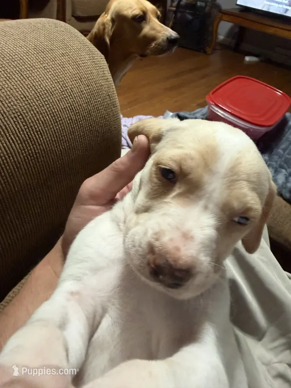 Oscar – English Setter, Labrador Retriever puppy for sale in Peoria, IL
