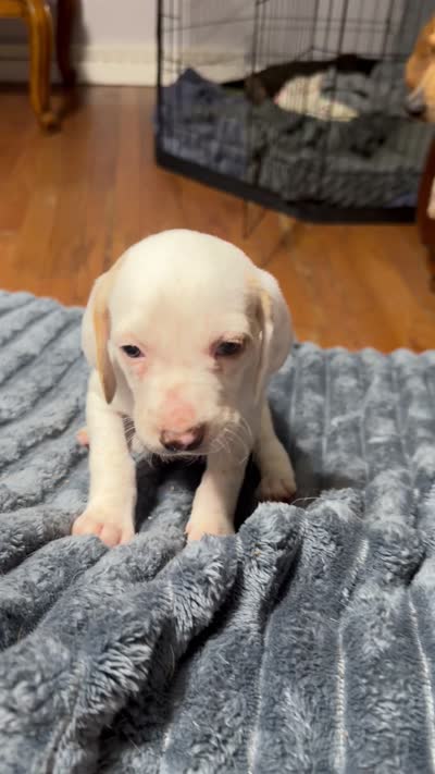 Waylon, a male English Setter and Labrador Retriever for sale in Peoria, IL – 10 of 10