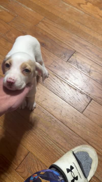 Eugene, a male English Setter and Labrador Retriever for sale in Peoria, IL – 3 of 7