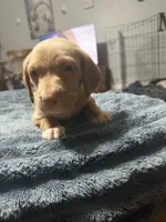 Butterfly , a female English Setter and Labrador Retriever for sale in Peoria, IL – 1 of 8