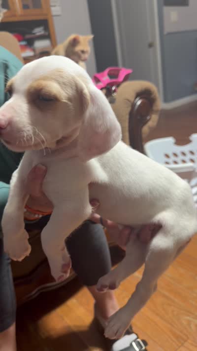 Eugene, a male English Setter and Labrador Retriever for sale in Peoria, IL – 6 of 7