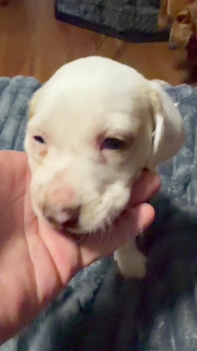 Waylon, a male English Setter and Labrador Retriever for sale in Peoria, IL – 8 of 10