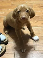 Judson , a male English Setter and Labrador Retriever for sale in Peoria, IL – 7 of 10
