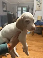 Sayge, a male English Setter and Labrador Retriever for sale in Peoria, IL – 6 of 9