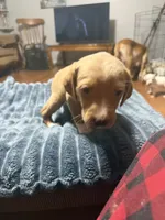 Lyla, a female English Setter and Labrador Retriever for sale in Peoria, IL – 3 of 10
