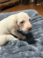 Waylon, a male English Setter and Labrador Retriever for sale in Peoria, IL – 4 of 10