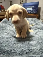 Hope , a female English Setter and Labrador Retriever for sale in Peoria, IL – 1 of 8