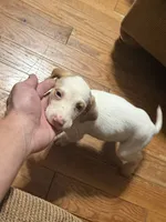 Sayge, a male English Setter and Labrador Retriever for sale in Peoria, IL – 5 of 9