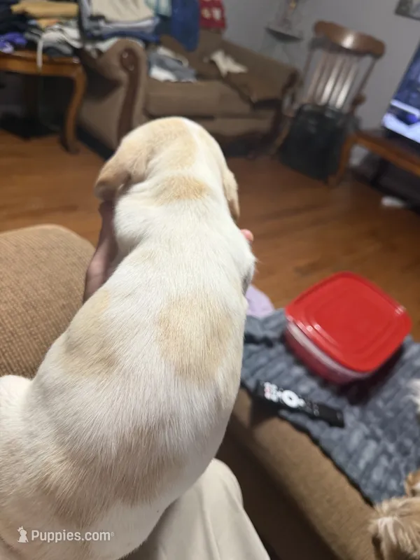 Oscar – English Setter, Labrador Retriever puppy for sale in Peoria, IL