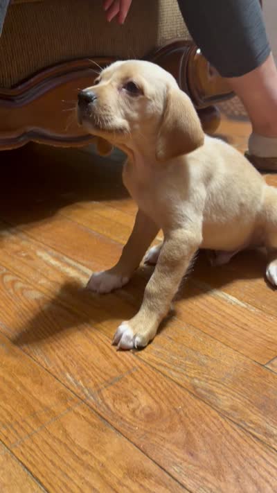 Owen , a male English Setter and Labrador Retriever for sale in Peoria, IL – 9 of 9