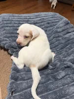 Waylon, a male English Setter and Labrador Retriever for sale in Peoria, IL – 6 of 10