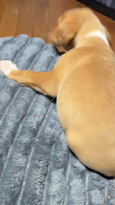 Lyla, a female English Setter and Labrador Retriever for sale in Peoria, IL – 10 of 10