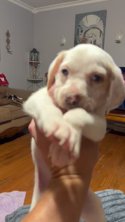 Waylon, a male English Setter and Labrador Retriever for sale in Peoria, IL – 7 of 10