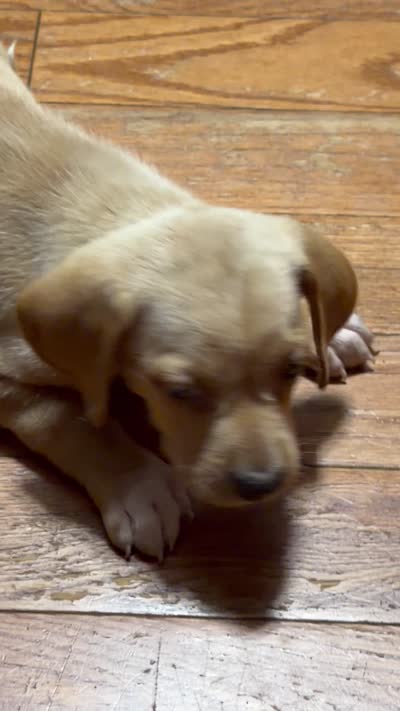 Owen , a male English Setter and Labrador Retriever for sale in Peoria, IL – 7 of 9