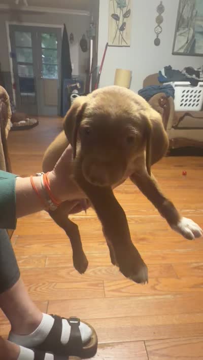 Judson , a male English Setter and Labrador Retriever for sale in Peoria, IL – 5 of 10