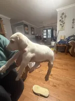 Sayge, a male English Setter and Labrador Retriever for sale in Peoria, IL – 4 of 9