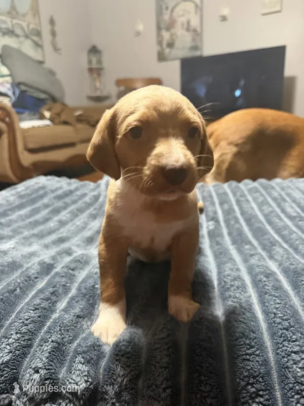 Lyla – English Setter, Labrador Retriever puppy for sale in Peoria, IL