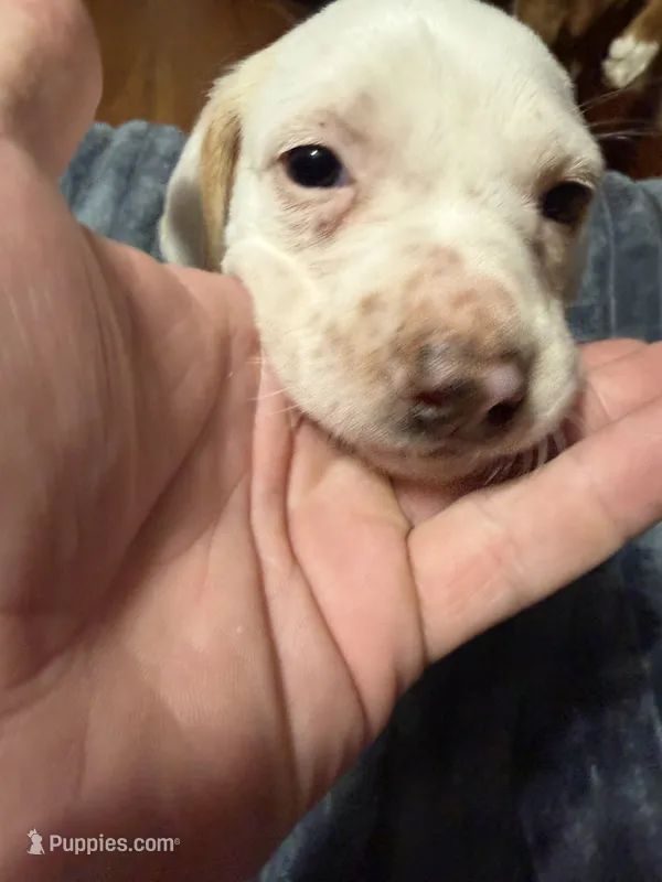 Waylon – English Setter, Labrador Retriever puppy for sale in Peoria, IL