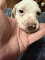 Waylon, a male English Setter and Labrador Retriever for sale in Peoria, IL – 1 of 10