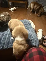 Lyla, a female English Setter and Labrador Retriever for sale in Peoria, IL – 2 of 10