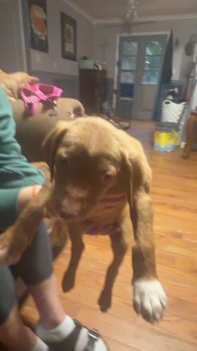 Judson , a male English Setter and Labrador Retriever for sale in Peoria, IL – 9 of 10