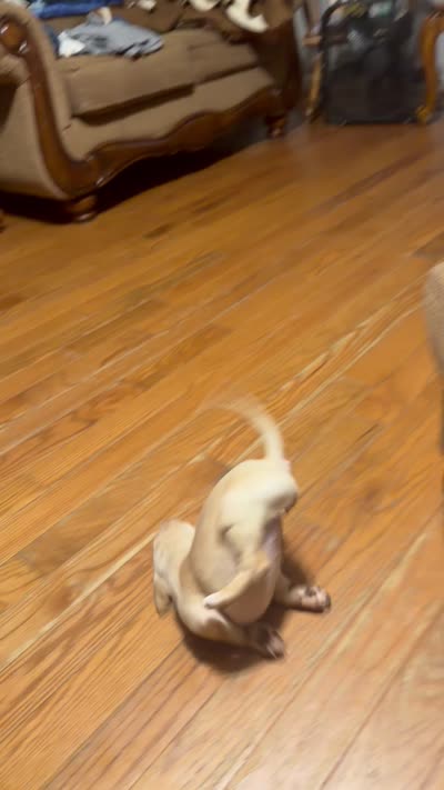 Hope , a female English Setter and Labrador Retriever for sale in Peoria, IL – 7 of 8