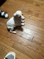 Eugene, a male English Setter and Labrador Retriever for sale in Peoria, IL – 4 of 7