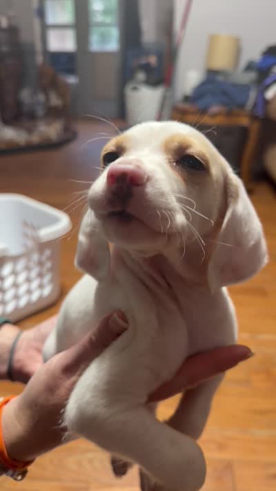 Eugene, a male English Setter and Labrador Retriever for sale in Peoria, IL – 5 of 7