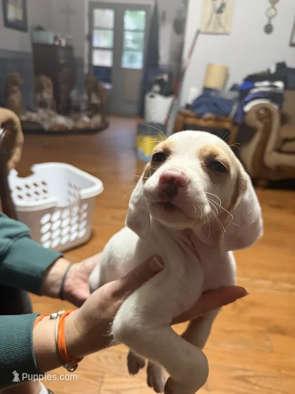 Eugene – English Setter, Labrador Retriever puppy for sale in Peoria, IL
