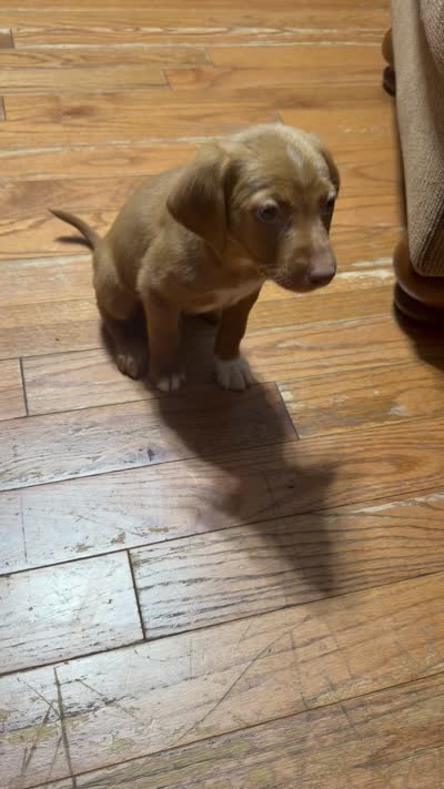 Judson , a male English Setter and Labrador Retriever for sale in Peoria, IL – 10 of 10