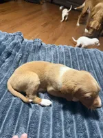 Lyla, a female English Setter and Labrador Retriever for sale in Peoria, IL – 5 of 10