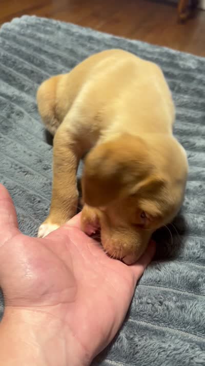Butterfly , a female English Setter and Labrador Retriever for sale in Peoria, IL – 6 of 8