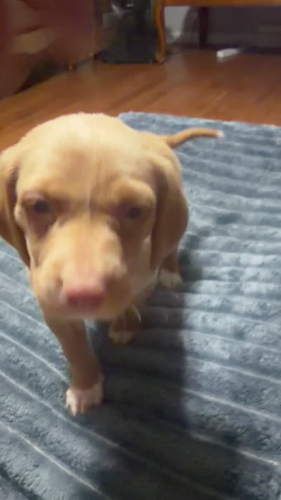 Butterfly , a female English Setter and Labrador Retriever for sale in Peoria, IL – 7 of 8