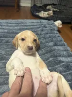 Vivian , a female English Setter and Labrador Retriever for sale in Peoria, IL – 6 of 7