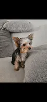 Brownie, a male Yorkshire Terrier for sale in Chandler, AZ – 1 of 1