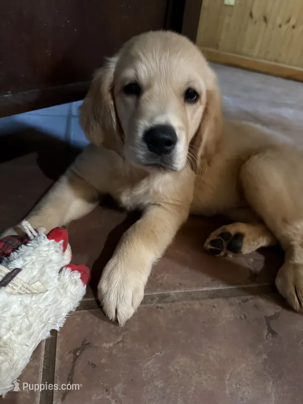 Patty – Golden Retriever puppy for sale in La Plata, MD