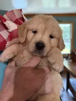 Patty, a female Golden Retriever for sale in La Plata, MD – 5 of 5