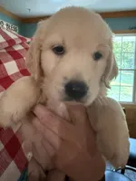 Patty, a female Golden Retriever for sale in La Plata, MD – 1 of 5