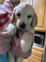 Patty, a female Golden Retriever for sale in La Plata, MD – 3 of 5